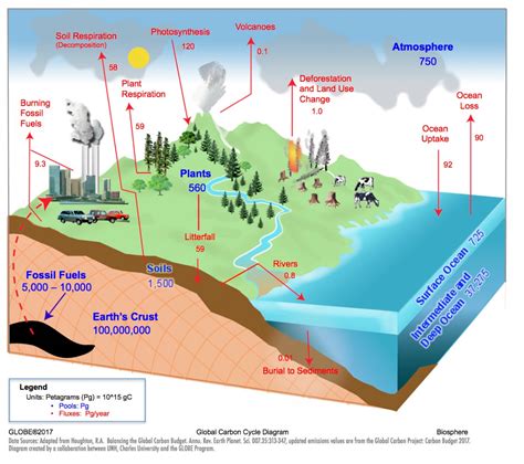 Carbon Cycle