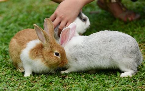 Little Rabbit To Walk In The Lawn Stock Image Image Of Lawn Evening