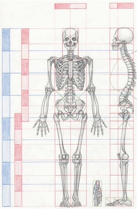 Skeleton Proportions Anatomy Drawing Human Anatomy Drawing Human