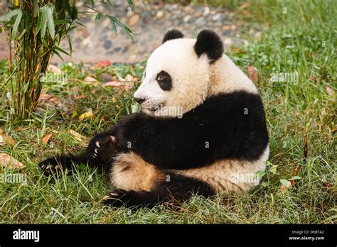 Oso Panda Sentado Forra Su Boca En La Base De Investigación De Chengdu