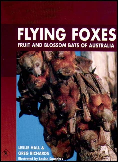 Flying Foxes Fruit And Blossom Bats Of Australia Nokomis