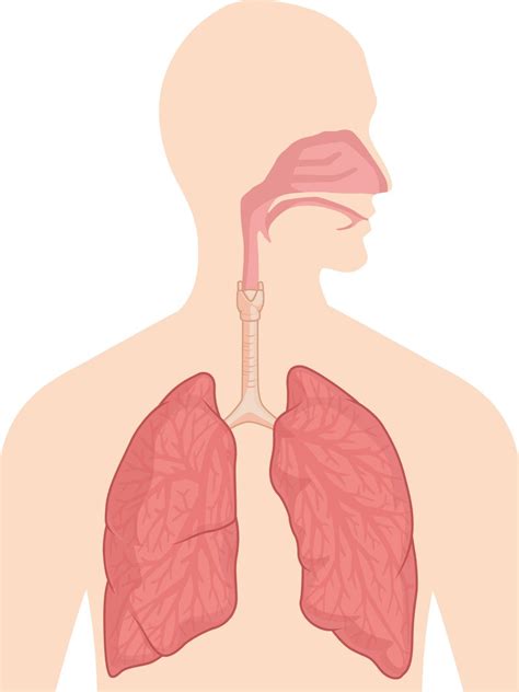 Sistema De Respiraci N Respiratoria Cuerpo Rgano Anatom A Diagrama