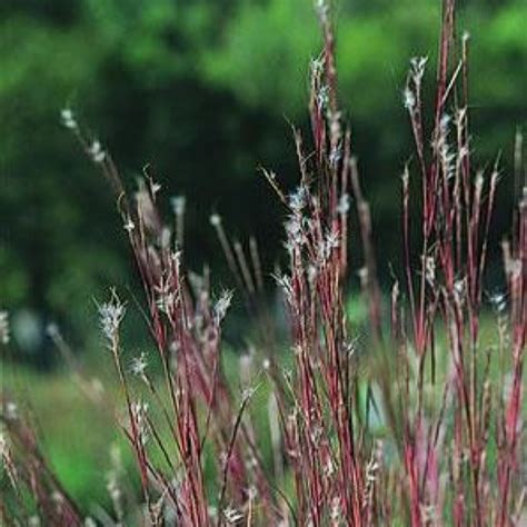 Bluestem Little Wild Little Bluestem Friends School Plant Sale