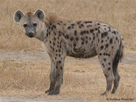 Hyenas Characteristics A Complex Society Appearance And Specialities