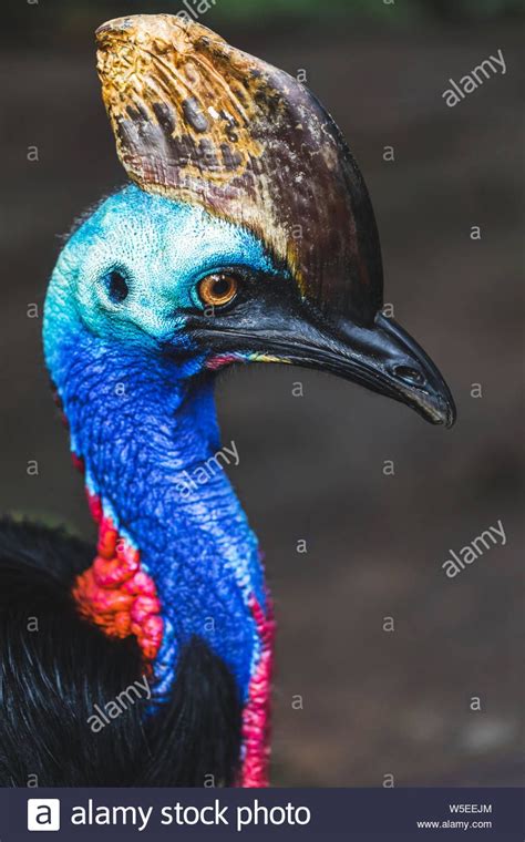 Download This Stock Image The Northern Cassowary Casuarius