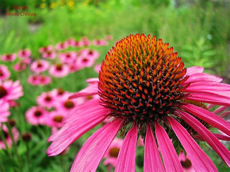 The game gives you the option to buy the diamonds with real money or. fire ball | Echinacea 'Crazy Pink' Common name: Coneflower ...
