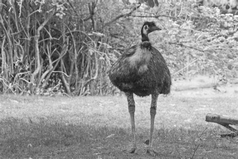 Woodland Park Zoo Emu By Sealyanphoenix On Deviantart