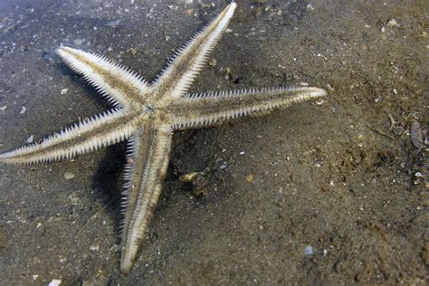 Starfish The Stars Of The Sea Nature Infocus