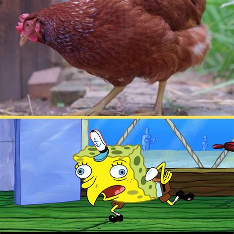Spongebob Chicken Meme Irl Spongebob Squarepants Facebook