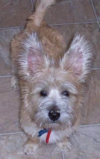 List Of Cairn Terrier Mix Breed Dogs