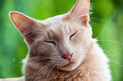 Hypoallergenic Cat Breeds For Blissful Living Britshorthair