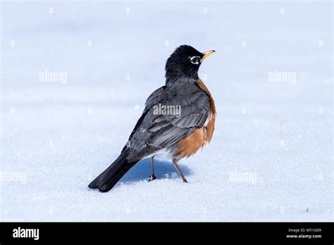 A North American Robin Standing In The Snow After A Snow Storm North