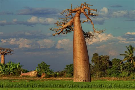 upside down baobab tree photograph by kim paffen travel and wildlife photography