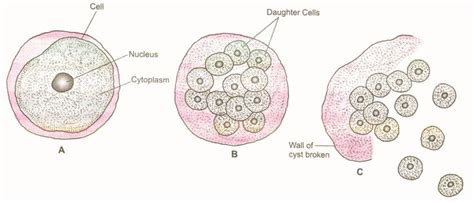 Cbse Class 10 Biology Reproduction Asexual Reproduction Cbse