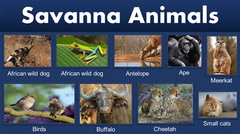 Savanna Animals Savanna Animals Names With Pictures Pdf Grammarvocab
