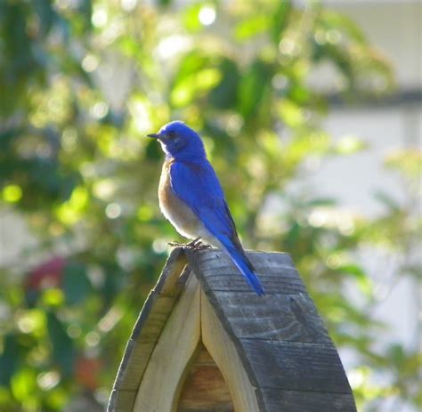 Male Bluebird - Birds and Blooms