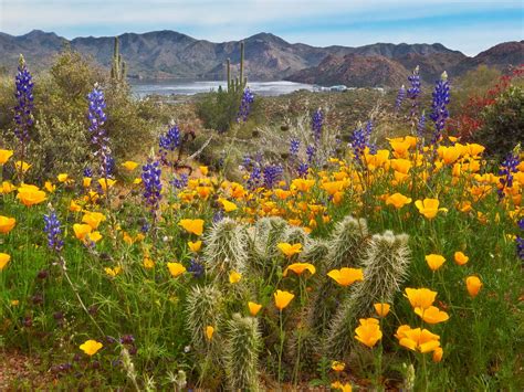 Blooming Desert At Bartlett Lake Phoenix Az Arizona Wildflowers
