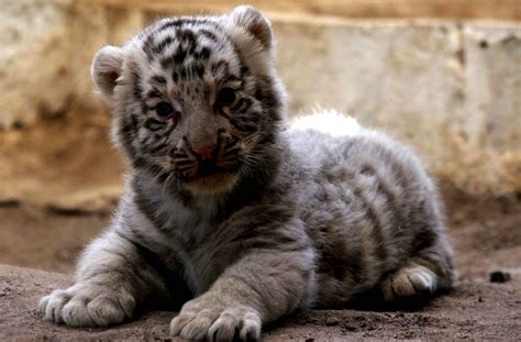 Un bébé tigre blanc âgé de deux mois repéré au de San Jorge à