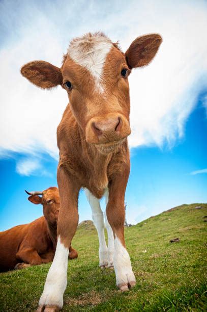 Cute Baby Cow Stock Photos Pictures And Royalty Free Images Istock