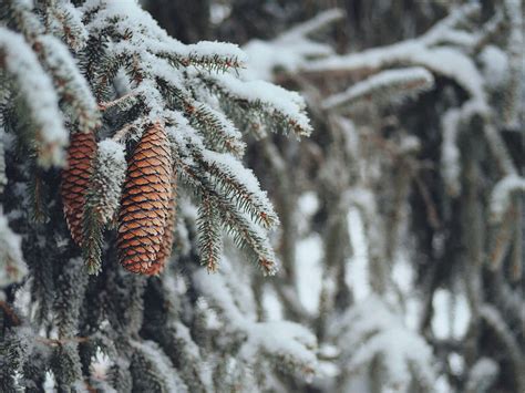 Cones Spruce Branches Snow Winter Nature Hd Wallpaper Peakpx