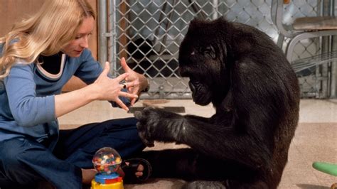 Why Koko The Gorilla Who Mastered Sign Language Mattered