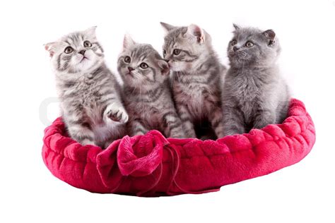 Group Of Kittens Stock Image Colourbox