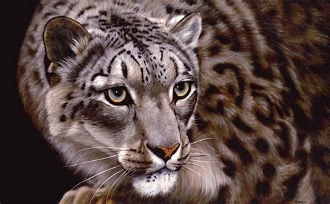 Snow Leopard Wildlife Artist Jason Morgan
