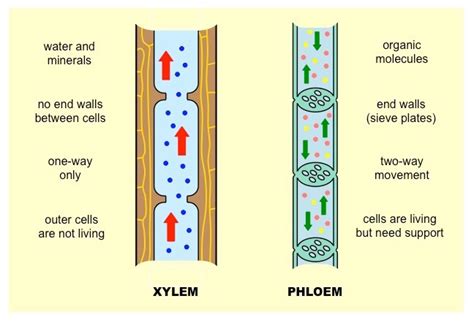 In woody plants, there produce two types of xylems: Transport in Plants - GCSE Biology (Combined Science ...