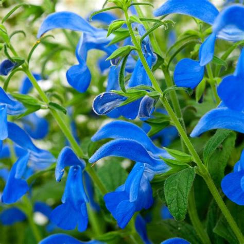 Blue Gentian Sage Salvia Patens Sky Perennial 5 Seeds Etsy