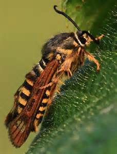 Moth That Looks Like A Bee Pennisetia Marginata Bugguidenet