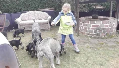 Riesenschnauzer aus ihrer umgebung auf snautz.de kaufen und kostenlos verkaufen. Kleiner Ausflug in den Garten☺ - Riesenschnauzer pfeffer ...