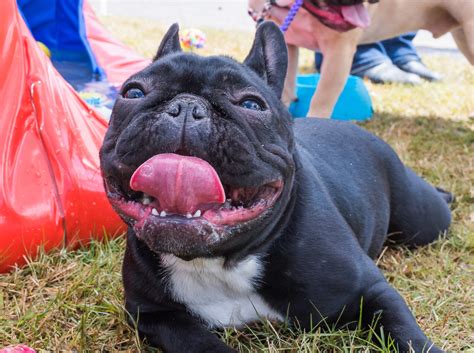 Puppy Palooza Rescheduled - Westport Village