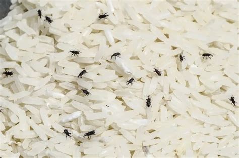 Weevils In Flour Safe To Eat How To Get Rid Of Weevils Prepping