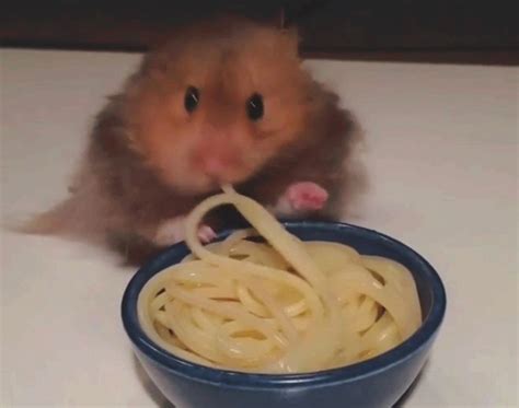Create Meme Hamster Eats Pasta Hungry Hamster Hamster Eats Spaghetti