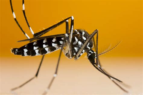 Royalty Free Asian Tiger Mosquito Pictures Images And Stock Photos