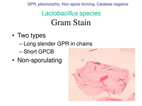 Ppt Aerobic Gram Positive Bacilli Part Ii Powerpoint Presentation