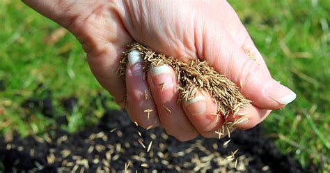How To Plant Grass Seed Grass Planting Guide