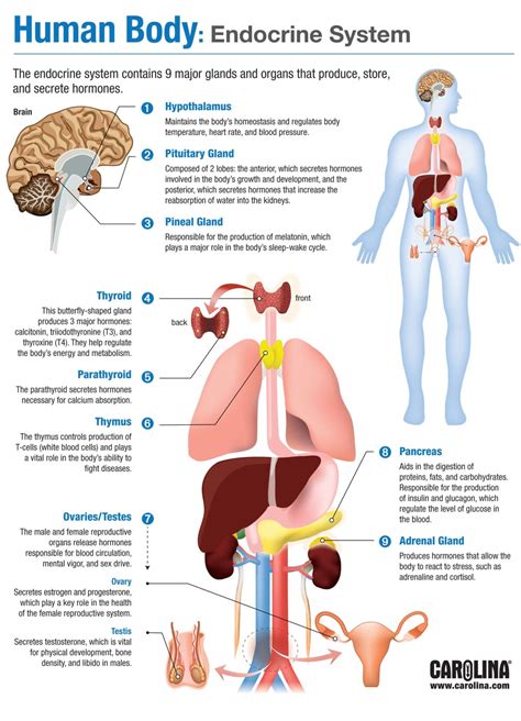 teaching the endocrine system