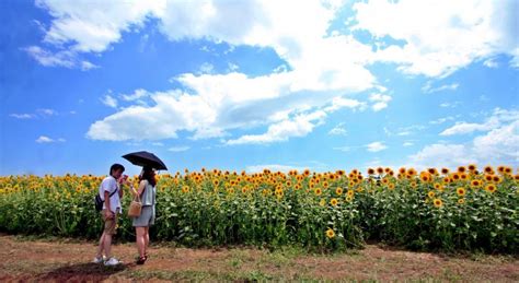 10 Things To Do In Japan Summer Trip N Travel