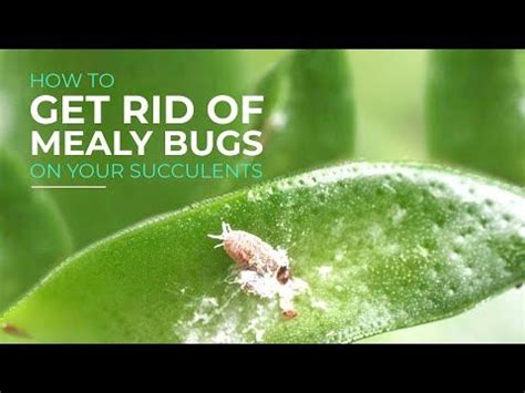 Mealybugs are small, white insects that feed on the sap in plants. How to get rid of mealybugs on succulents in 2020 | Mealy ...