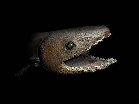 Scariest Deep Sea Fish Unique Fish Photo