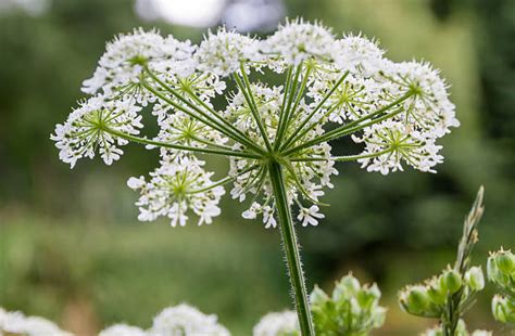 Cow Parsley Pictures Images And Stock Photos Istock