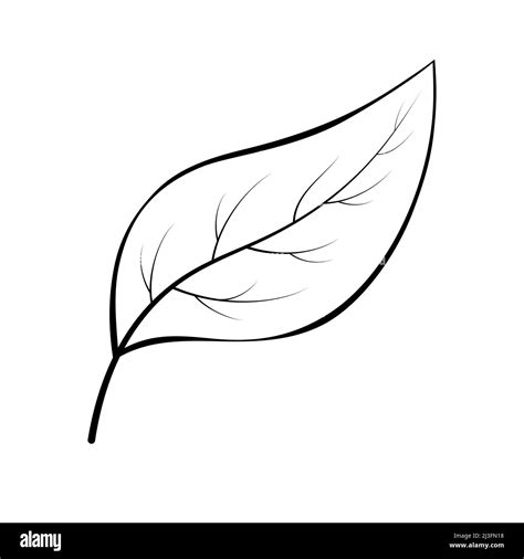 Simple Plant Leaf Line Art Continuous Line Drawing With Different