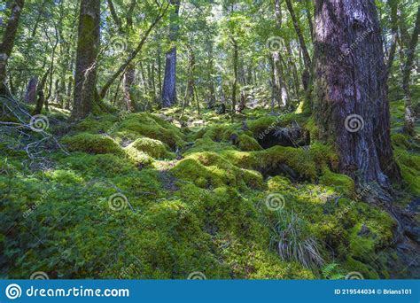 Shadows Deep In Rainforest On Mossy Forest Floor Stock Photo Image Of