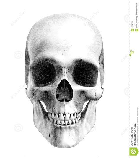 61+ trendy drawing skull sketches tat. Menselijke Schedel - De Stijl Van De Tekening Van Het ...
