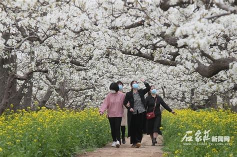 美成仙境 赵县25万亩梨花陆续绽放腾讯新闻