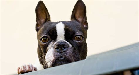 Find boston terrier puppies in canada | visit kijiji classifieds to buy, sell, or trade almost anything! Boston Terrier Dog Breed Information, Images ...