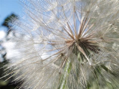 Giant Dandelion By Ebjeebies On Deviantart