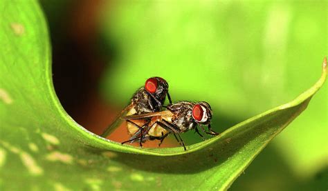 Flies Mating By Srivatsaa