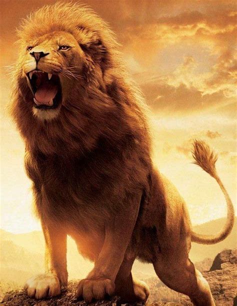 Dios El Poderoso León De Judá Lion Pictures Lion Wallpaper Narnia